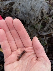 Pentidotea montereyensis