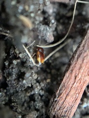 Elaphropus