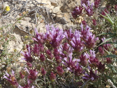 Thymus moroderi