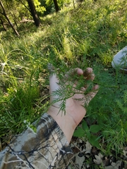 Trepocarpus aethusae