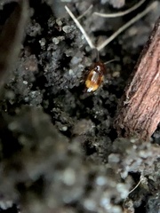 Elaphropus
