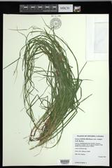 Carex debilis rudgei