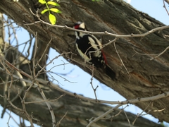 Dendrocopos major