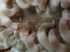 Periclimenes aegylios