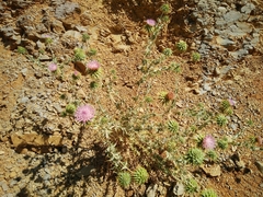 Cousinia hermonis
