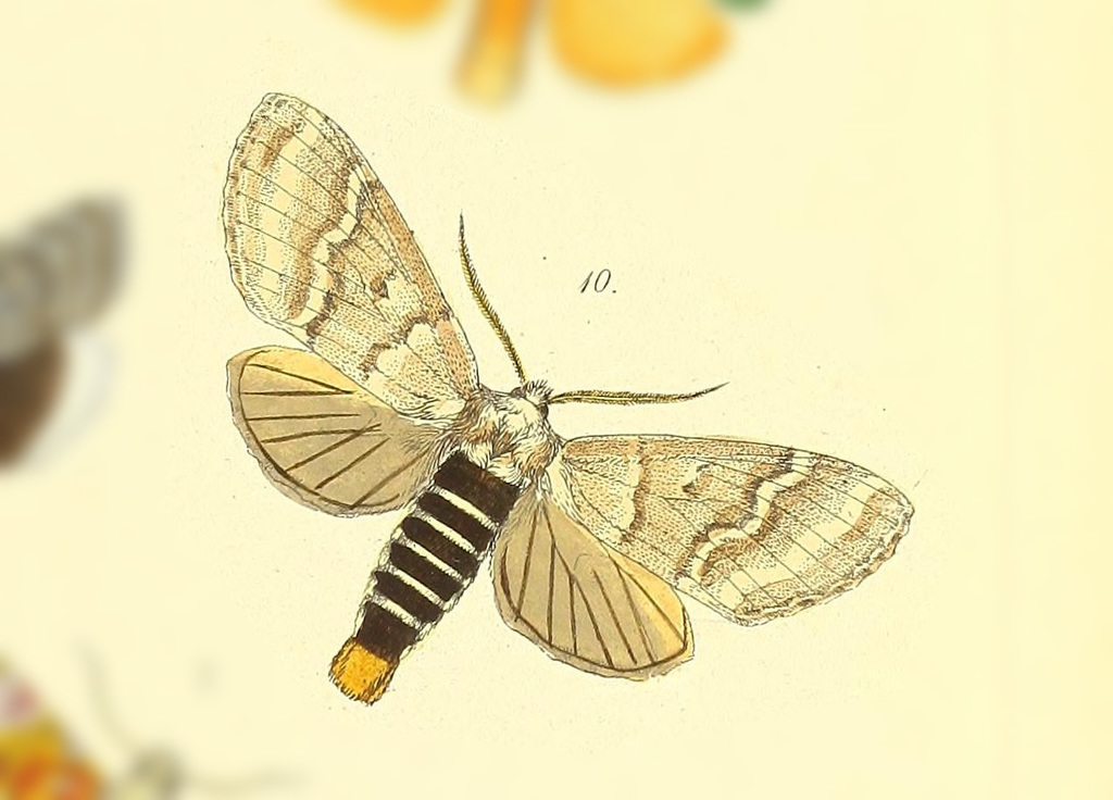 Antiora lateralis