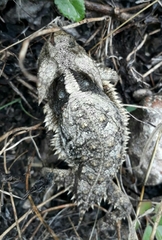Phrynosoma taurus
