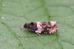 Olethreutes fasciatana