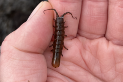 Pentidotea montereyensis