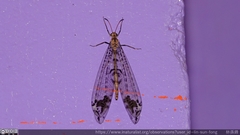 Dendroleon pupillaris