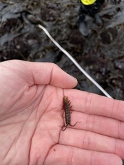 Pentidotea montereyensis