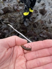 Pentidotea montereyensis