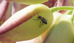 Pseudoluperus maculicollis