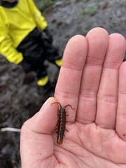 Pentidotea montereyensis