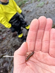 Pentidotea montereyensis