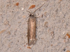 Epiblema minutana