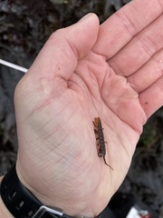 Pentidotea montereyensis