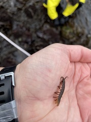 Pentidotea montereyensis