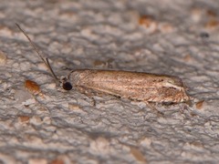 Epiblema minutana