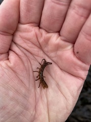 Pentidotea montereyensis