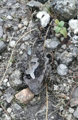 Phrynosoma taurus