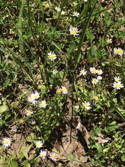 Astranthium ciliatum