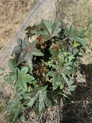 Ricinus communis