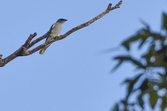 Coracina novaehollandiae
