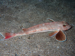Chelidonichthys obscurus