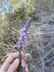 Sairocarpus coulterianus