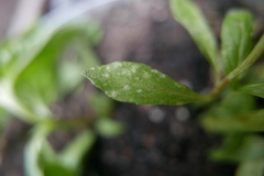 Podosphaera epilobii