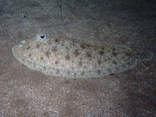 Blackhand Sole
