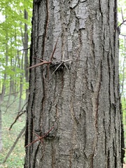 Gleditsia triacanthos triacanthos