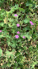Geranium molle