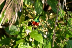 Cinnyris chloropygius