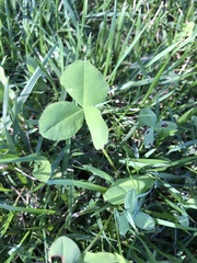 Trifolium hybridum