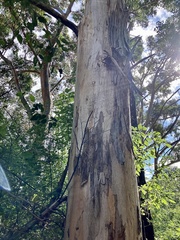Eucalyptus diversicolor