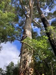 Eucalyptus diversicolor