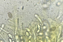 Ascobolus lineolatus