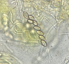 Ascobolus lineolatus