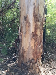 Eucalyptus diversicolor