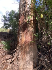 Eucalyptus diversicolor