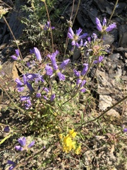 Campanula sibirica