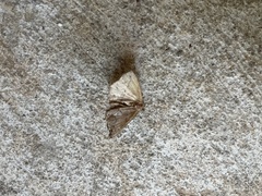 Erannis tiliaria