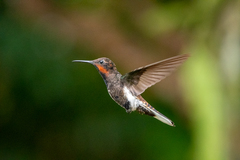 Black Jacobin photo 2