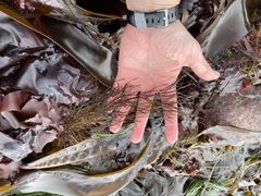 Desmarestia aculeata