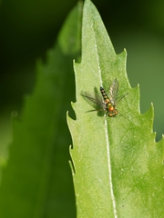 Condylostylus connectans