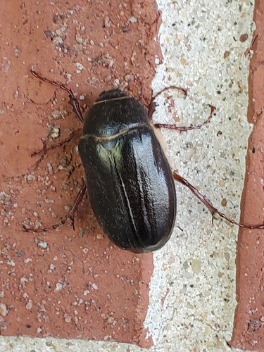 Phyllophaga vehemens