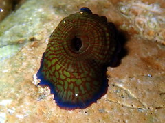 Actinia cari