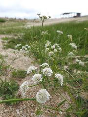 Oenanthe millefolia